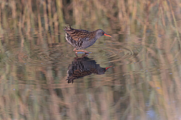 Water Rail Rallus aquaticus wading in a swamp in Brittany, France