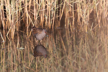 Water Rail Rallus aquaticus wading in a swamp in Brittany, France