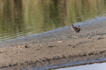Water Rail Rallus aquaticus wading in a swamp in Brittany, France