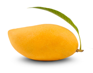 Ripe mang with leaf side view