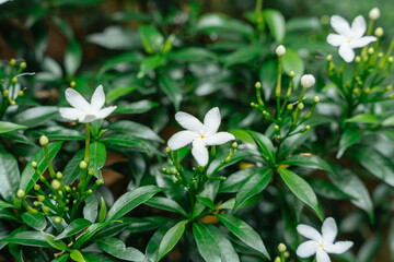 Jasminum sambac (Arabian jasmine or Sambac jasmine) is a species of jasmine native to tropical...