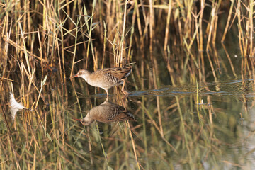 Water Rail Rallus aquaticus wading in a swamp in Brittany, France