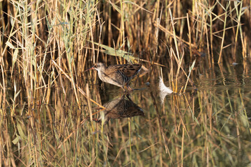 Water Rail Rallus aquaticus wading in a swamp in Brittany, France