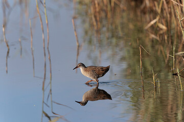 Water Rail Rallus aquaticus wading in a swamp in Brittany, France