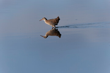 Water Rail Rallus aquaticus wading in a swamp in Brittany, France