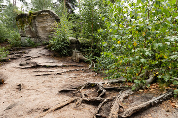 Hiking trail through forest and sandstone rocks in Prachov Rocks, Bohemian Paradise, Czech Republic