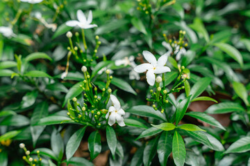 Jasminum sambac (Arabian jasmine or Sambac jasmine) is a species of jasmine native to tropical Asia, from the Indian subcontinent to Southeast Asia.