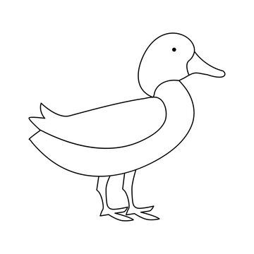 recommend clip art: continuous single line drawing of duck water bird vector art illustration
