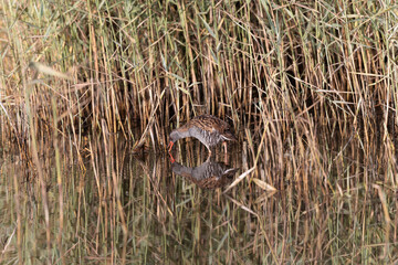 Water Rail Rallus aquaticus wading in a swamp in Brittany, France
