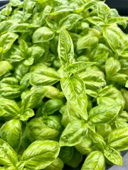fresh basil leaves