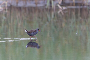 Water Rail Rallus aquaticus wading in a swamp in Brittany, France