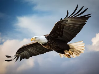 Foto auf Alu-Dibond A majestic bald eagle soaring through the sky © Noah