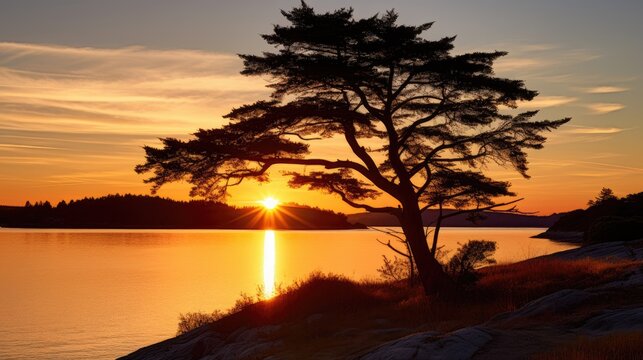Arbutus tree Wallace Island Gulf Islands British Columbia Canada with setting sun behind