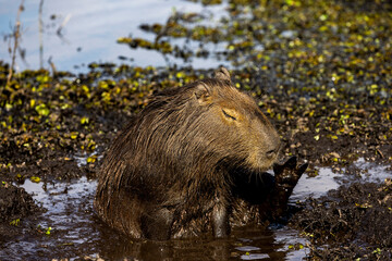 Observing a capybara in its natural habitat, the Esteros del Ibera, a swamp and paradise for nature...