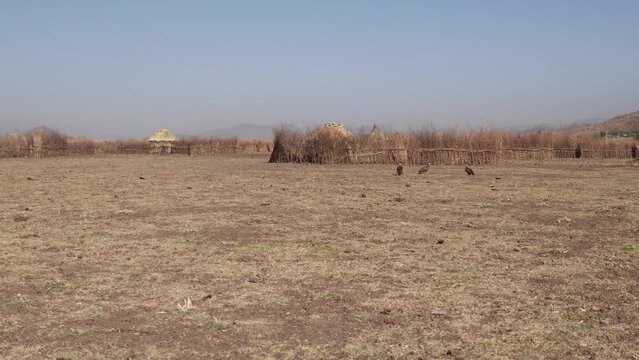 Artuma tribe village and vultures Amhara region Kemise Ethiopia