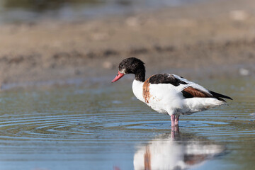 common shelduck Tadorna tadorna in a swamp in Brittany, France