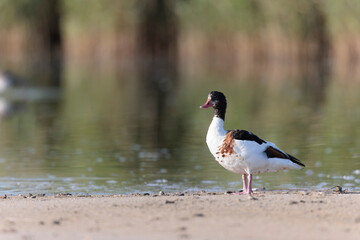 common shelduck Tadorna tadorna in a swamp in Brittany, France