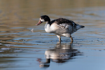 common shelduck Tadorna tadorna in a swamp in Brittany, France