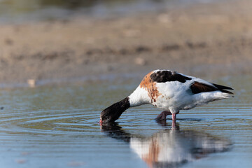 common shelduck Tadorna tadorna in a swamp in Brittany, France