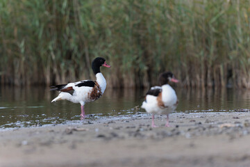 common shelduck Tadorna tadorna in a swamp in Brittany, France