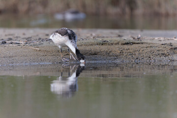 common shelduck Tadorna tadorna in a swamp in Brittany, France