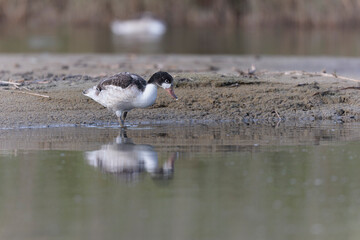 common shelduck Tadorna tadorna in a swamp in Brittany, France