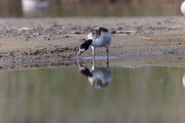 common shelduck Tadorna tadorna in a swamp in Brittany, France