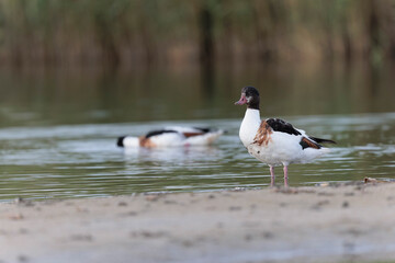 common shelduck Tadorna tadorna in a swamp in Brittany, France