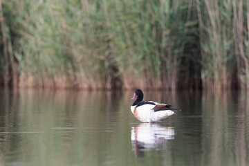common shelduck Tadorna tadorna in a swamp in Brittany, France