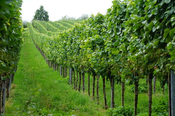 Fototapeta na wymiar Weinbau , Weinberge im Sommer Weinstöcke
