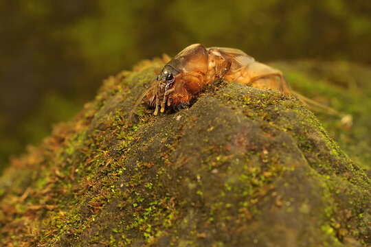 A mole cricket is digging a moss-covered ground. This insect has the scientific name Gryllotalpa gryllotalpa. 