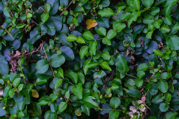 leaves in the garden, leaves background, leaves on a tree, leaf on the ground, autumn leaves on the ground, autumn leaves in the forest