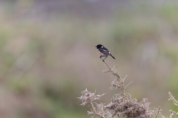European Stonechat Saxicola rubicola perching