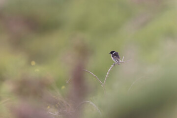 European Stonechat Saxicola rubicola perching