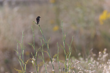 European Stonechat Saxicola rubicola perching