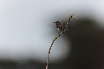 European Stonechat Saxicola rubicola perching