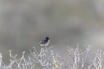 European Stonechat Saxicola rubicola perching