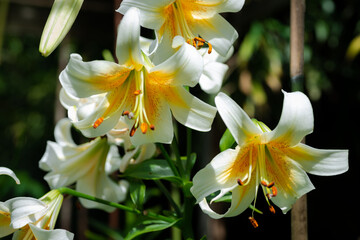 Lilium jaune Mister Cas (jardin du ruisseau de l'église 2023)
