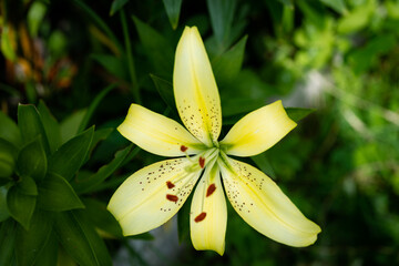 lilium jaune citron Fields of Gold (jardin du ruisseau de l'église 2023)
