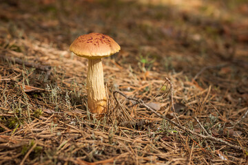 Aureoboletus projectellus mushroom grows in a coniferous forest. Small depth of field