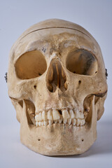 a human skull isolated on a white background