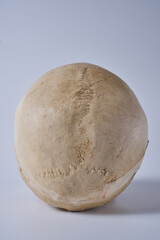 a human skull isolated on a white background