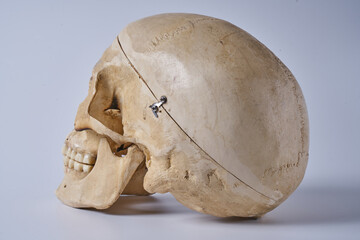 a human skull isolated on a white background