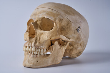 a human skull isolated on a white background