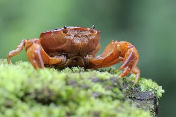 A field crab shows an expression ready to attack. This animal has the scientific name Parathelphusa...