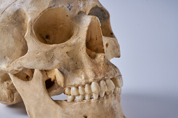 a human skull isolated on a white background