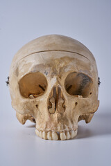 a human skull isolated on a white background