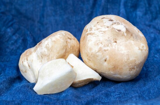 Closeup of Jicama or Mexican Turnip Fruit Isolated on Blue Fabric Background, Also Known as Yam Bean or Shank Aloo