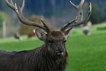 Kopf von einem Hirsch mit Geweih