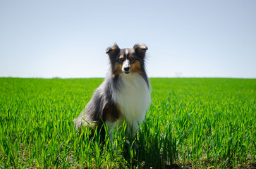 Cute tricolor dog sheltie is sitting in field in green grass. Happy playful shetland sheepdog in...